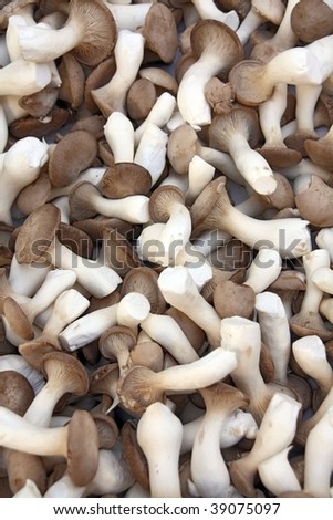King Trumpet Mushrooms (pleurotus erygnii)