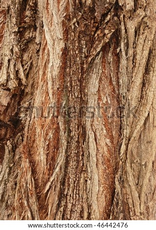 Bark of Pagoda Tree / Styphnolobium japonicum
