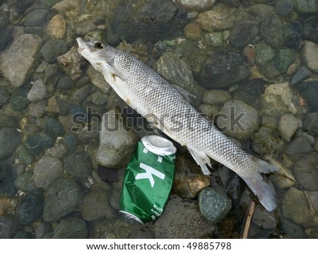 Dead Fish Grayling (Thymallus thymallus) at the river side with a thrown away beer tin