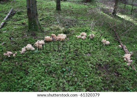 Fairy Ring: a natural occuring which proves that colonial mushrooms (here mildly poisonous Ramaria mushroom ) grow in circle due to availble mycelia underneath.