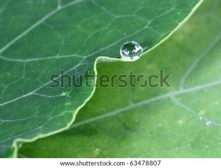To fall or not to fall? - water drop at the edge of a green leaf