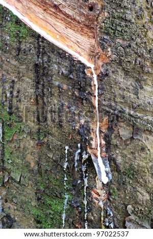 stock-photo-rubber-sap-flowing-out-of-a-rubber-tree-into-a-collecting-channel-97022537.jpg