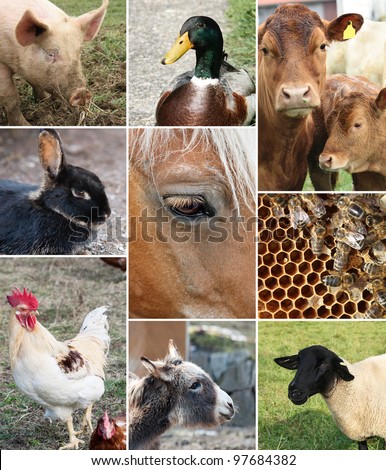 Collage of Farm Animals (single images are in my gallery)