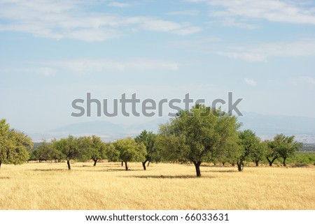 Olive trees in Spain with golden grass against a backdrop of mountains in heat haze.