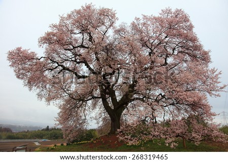 300 years old Cherry blossom under rainy skyat Wani-tsuka, Yamanashi, Japan