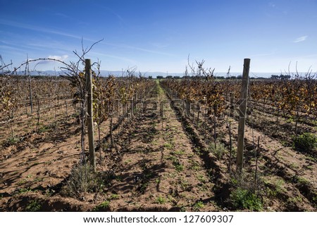Italy, Sicily, Ragusa Province, countryside, wineyard in winter