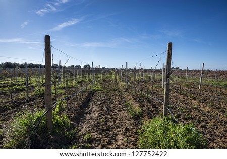 Italy, Sicily, Ragusa Province, countryside, vineyard in winter