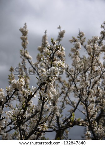 Italy, Sicily, countryside, almond tree blossom in the springtime