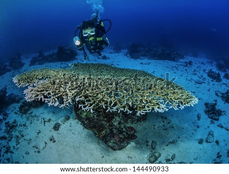SUDAN, Red Sea, U.W. photo, staghorn coral (Acropora cervicornis) and a diver - FILM SCAN