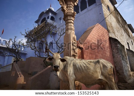 India, Rajasthan, Pushkar, a sacred cow in front of a private building