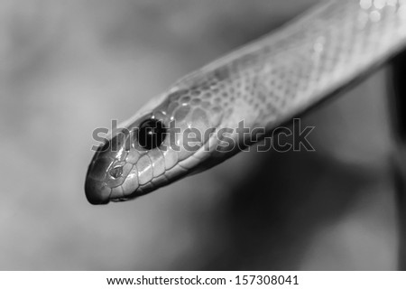 Kenya, Malindi, Black Mamba snake (Dendroaspis polylepis)-FILM SCAN