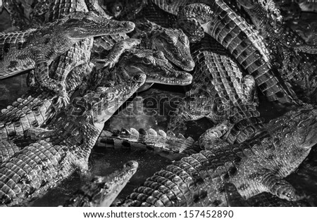 Kenya, Mombasa, crocodiles in a crocodile farm near the city (FILM SCAN)