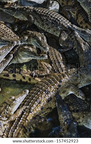 Kenya, Mombasa, crocodiles in a crocodile farm near the city (FILM SCAN)