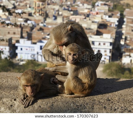 India, Rajasthan, Jaipur, indian monkeys at the Sun Temple
