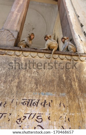 India, Rajasthan, Jaipur, indian monkeys in one of the many hindu temples in Galtaji, 11 km away from Jaipur