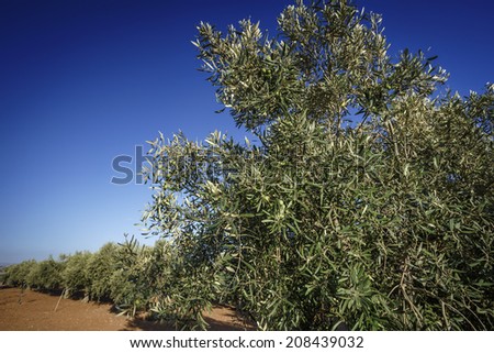 Italy, Sicily, countryside, olive trees