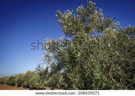 Italy, Sicily, countryside, olive trees