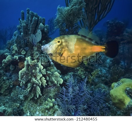 Caribbean Sea, Belize, U.W. photo, tropical Trigger fish (Balistes carolinensis) - FILM SCAN