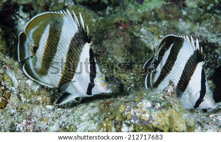 Caribbean Sea, Belize, U.W. photo, striped Butterfly fish -