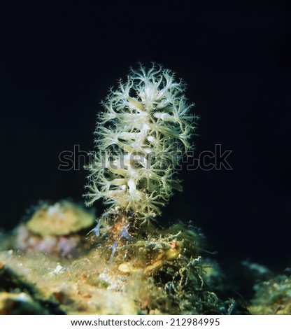 Caribbean Sea, Belize, U.W. photo, soft corals with open polyps - FILM SCAN