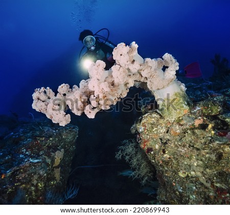 SUDAN, Red Sea, U.W. photo, diver and a big tropical alcyonarian (soft coral) - FILM SCAN