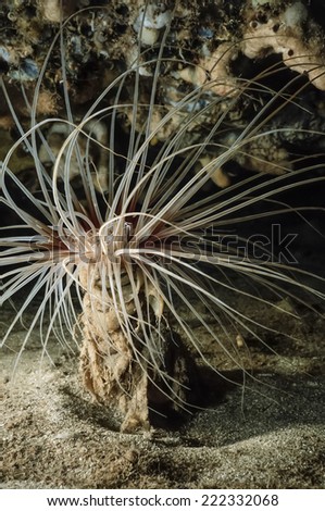 Mediterranean Sea, U.W. photo, Sea Plant (Cerianthus membranacea) - FILM SCAN