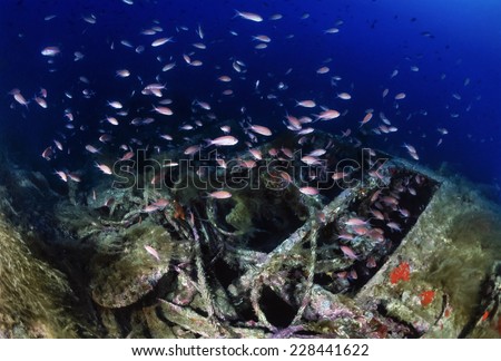 Mediterranean Sea, Sardinia, U.W. photo, wreck diving, sunken world war II submarine and a school of Anthias - FILM SCAN