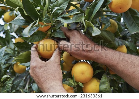 Italy, sicily, countryside, sicilian oranges harvest