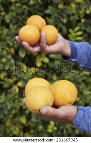 Italy, sicily, countryside, sicilian oranges harvest