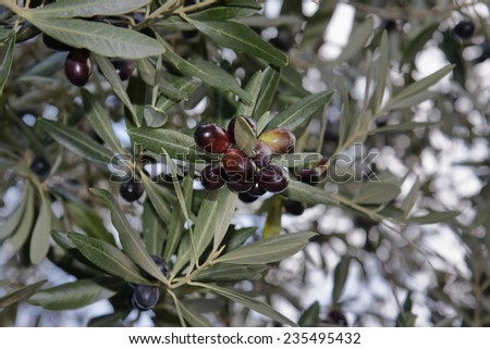 Italy, Sicily, countryside, olive tree