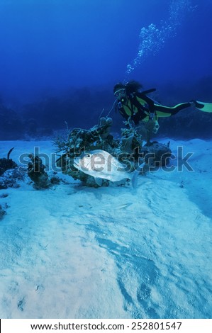 Caribbean Sea, Cayman Islands, diver and a snapper fish - FILM SCAN