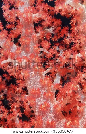 Pacific Ocean, Fiji Islands, U.W. photo, tropical alcyonarian (soft coral) - FILM SCAN