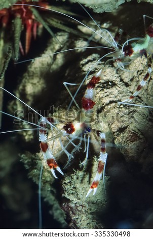 Pacific Ocean, Fiji Islands, U.W. photo, small tropical shrimps (Stenopus Sp.) - FILM SCAN