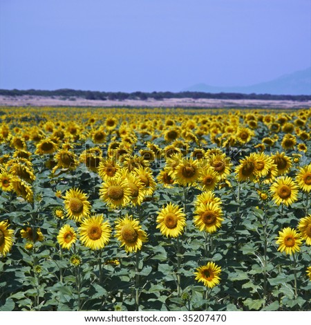 Sunflower+field+oahu 2011