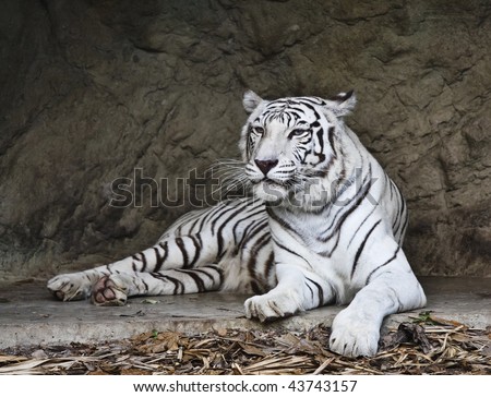 black and white clip art tiger. bengal tiger clip art