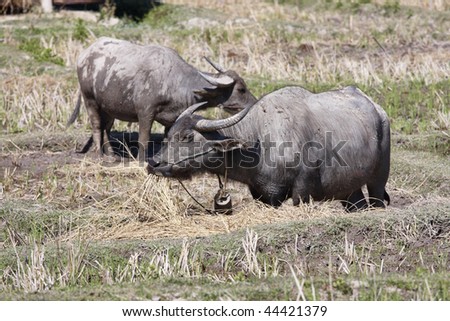 Thailand, Chiang Mai, Baan Tong Luang, Karen village, buffaloes in a rice field