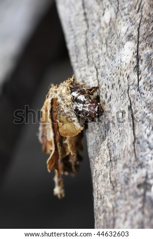 Thailand, Tao Island (Koh Tao), a tropical worm is carrying its own shell on a tree