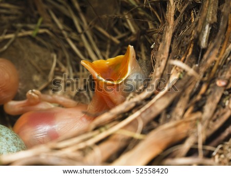 stock photo : Italy, countryside, closeup of a just born, hungry blackbird (