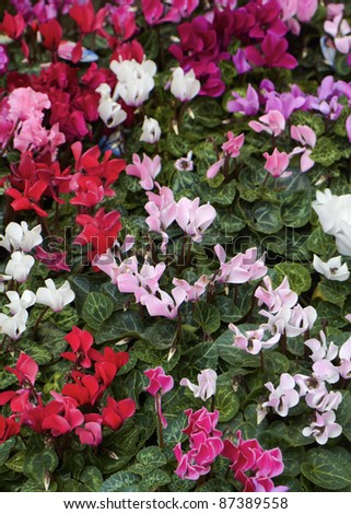 Holland, Amsterdam, Flowers Market, cyclamens for sale