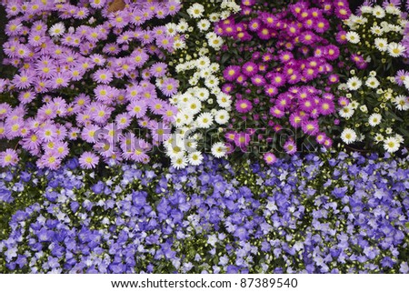 Holland, Amsterdam, Flowers Market, Winter flowers and Bell-flowers (Campanula) for sale
