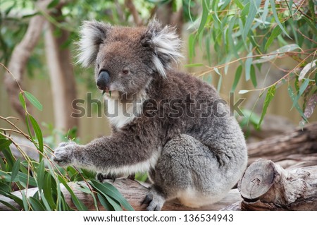 native Australian Koala bear eating eucalyptus leaves