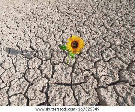 dry soil  of a barren land and single growing plant