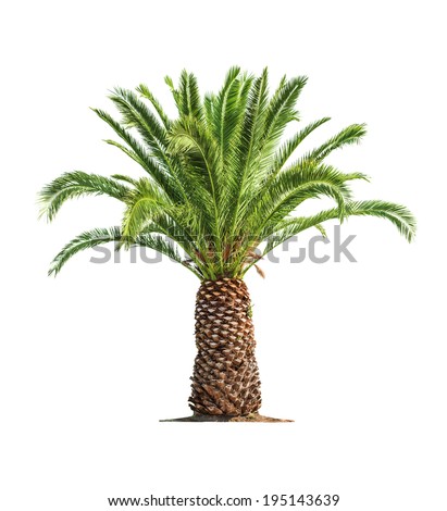 Green beautiful palm tree isolated on white background Green beautiful palm tree isolated on white background