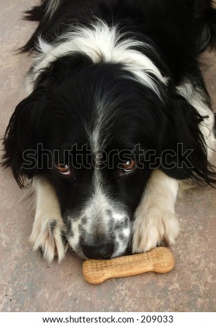 dog with bone
