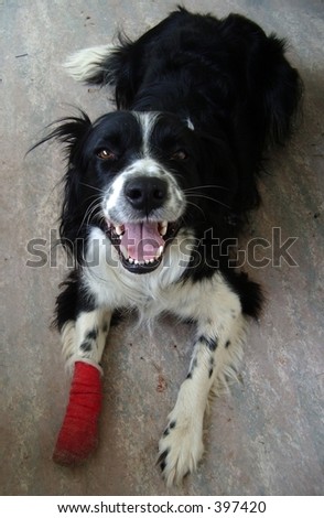 dog with bandaged foot