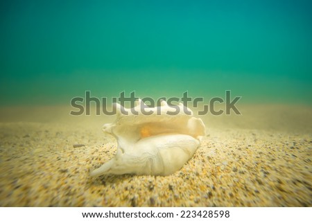 Seabed with seashell of lambis truncata on sand  underwater
