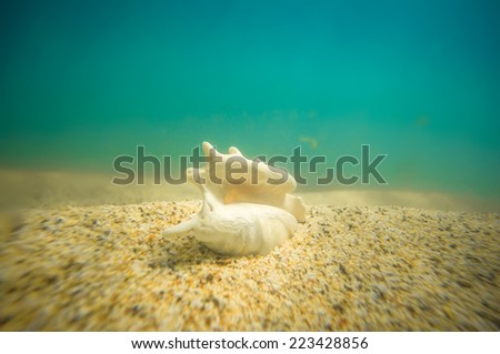 Seabed with seashell of lambis truncata on sand  underwater