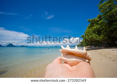 Beautiful spider seashell  on hand at the ocean beach in sunny day