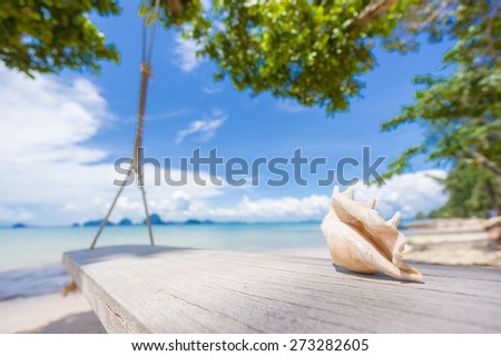 Beautiful spider seashell on rope swing at the ocean beach in sunny day