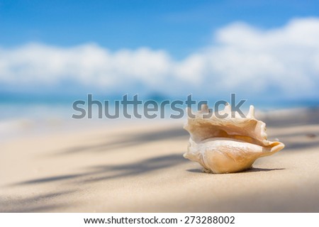 Beautiful spider seashell  at the ocean beach in sunny day
